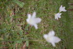 DSC_0077.JPG