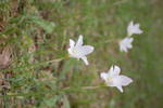 DSC_0079.JPG