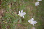 DSC_0080.JPG