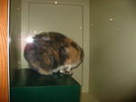 IMG_3717.JPG