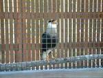 Audubon Bird of Prey Center in Maitland