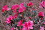 DSC_0412.JPG