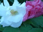 Confederate Rose