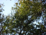 IMG_4210.JPG