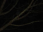 IMG_4230.JPG