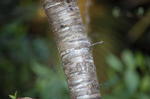 DSC_2130.JPG
