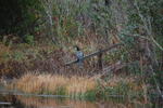DSC_2145.JPG