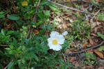 DSC_2311.JPG