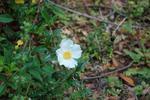 DSC_2312.JPG