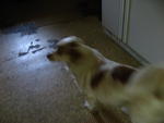 IMG_4803.JPG