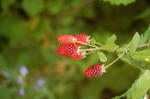 DSC_2846.JPG