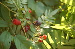 DSC_2847.JPG