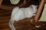DSC_2977.JPG