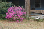 DSC_4833.JPG