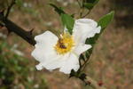 DSC_4838.JPG