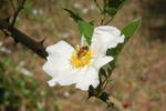 Bee Pollen
