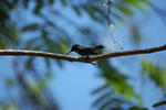 Hummingbirds-2011
