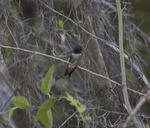 DSC_4926.JPG