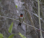 DSC_4929.JPG
